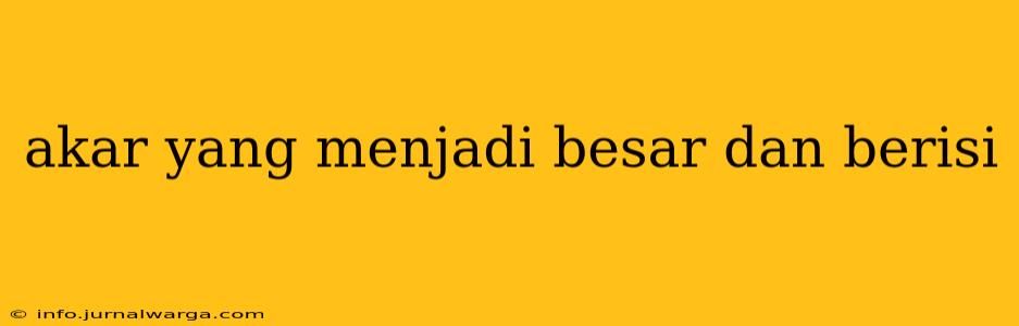 akar yang menjadi besar dan berisi