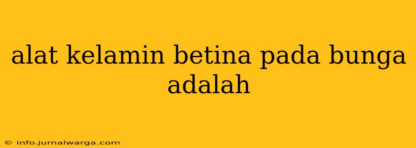 alat kelamin betina pada bunga adalah