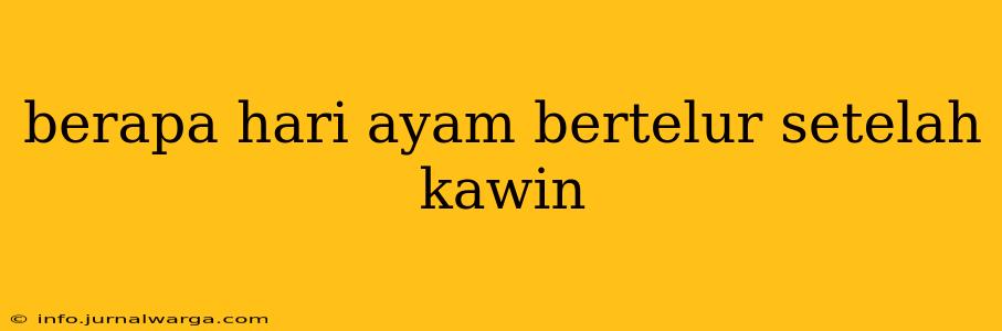 berapa hari ayam bertelur setelah kawin