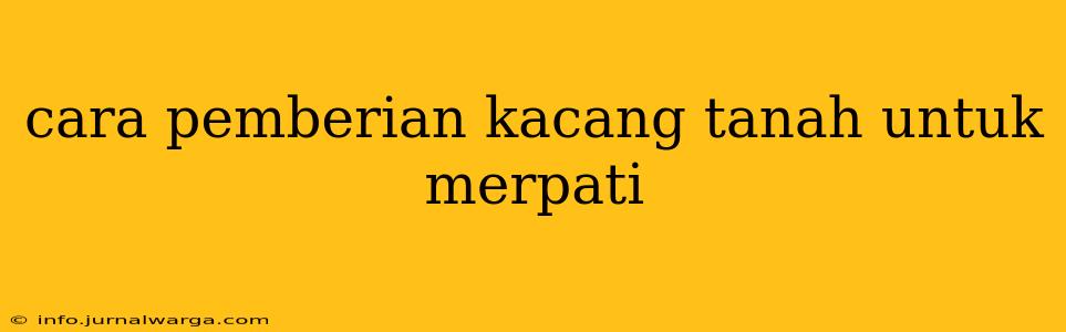 cara pemberian kacang tanah untuk merpati