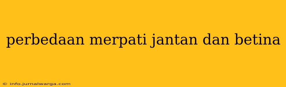 perbedaan merpati jantan dan betina