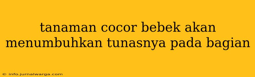 tanaman cocor bebek akan menumbuhkan tunasnya pada bagian
