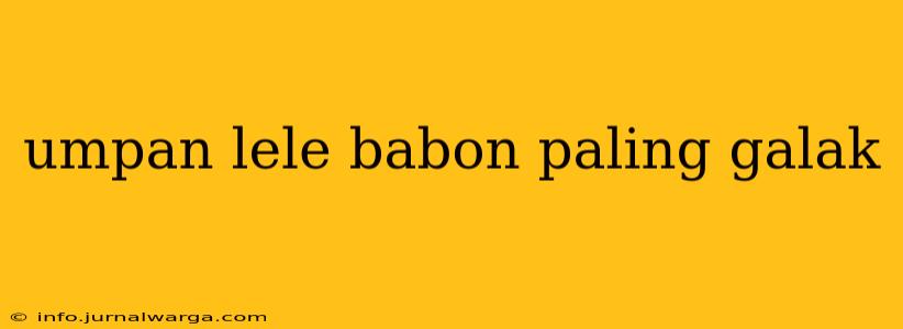 umpan lele babon paling galak